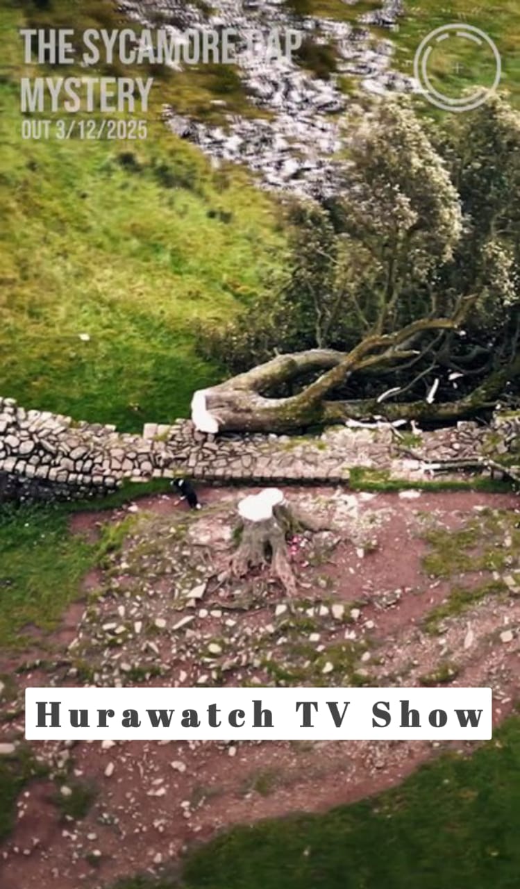 The Sycamore Gap Mystery